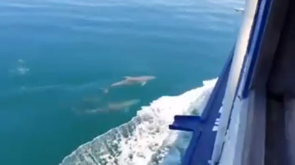 Δείτε βίντεο: Δελφίνια στον Θερμαϊκό παίζουν δίπλα σε καραβάκι
