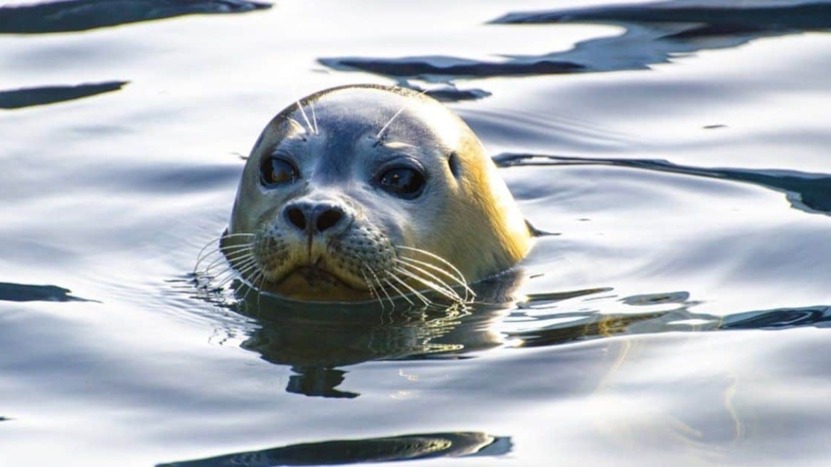 Νεκρή φώκια στο Αμόνι Κορινθίας
