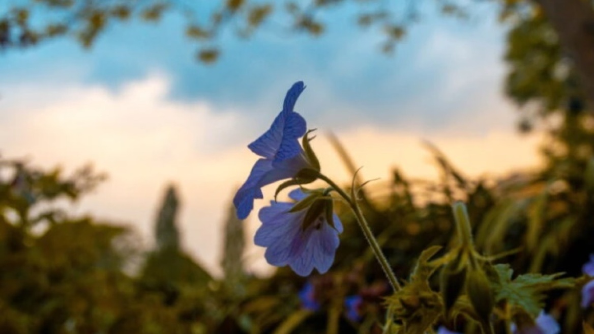 Ένα λουλούδι ανθίζει στην αρχοντική Ζάκυνθο του 19ου αιώνα