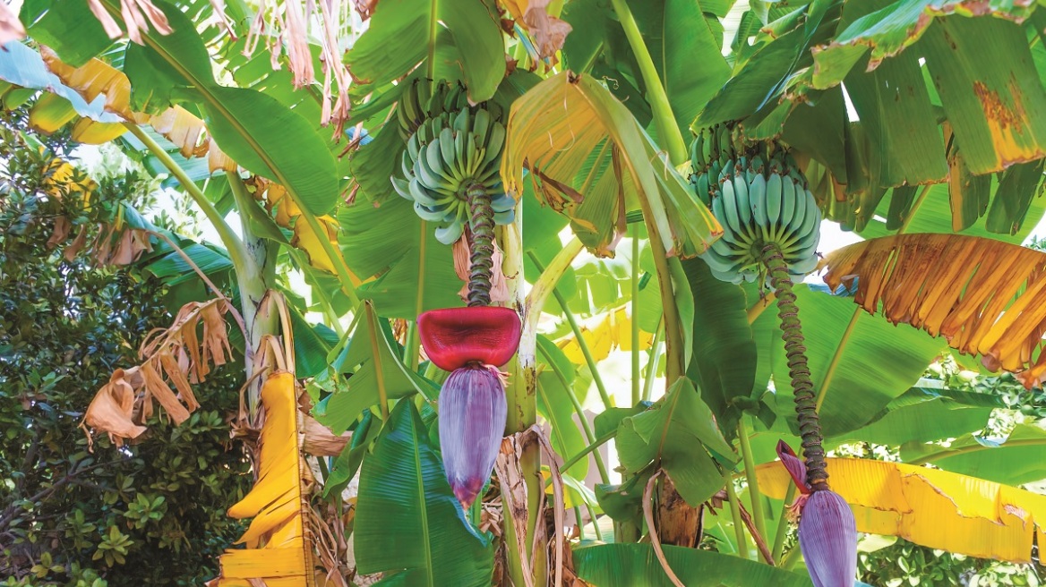 Μπανάνα: το φρούτο της καρδιάς μας (+3 απρόσμενες συνταγές)