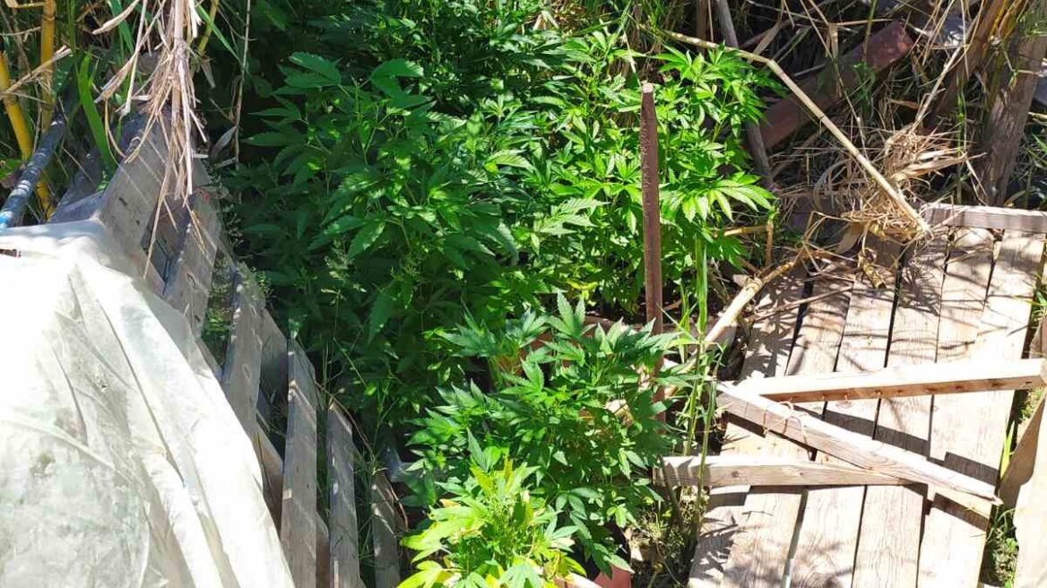 Μεσολόγγι: Σε βάτα και καλαμιές έκρυβε φυτεία με 46 χασισόδεντρα