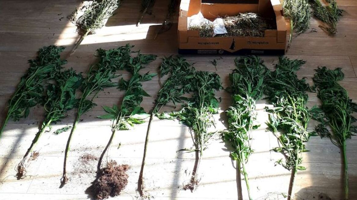 Κέρκυρα: Συσκεύαζε την κάνναβη που καλλιεργούσε και την πωλούσε