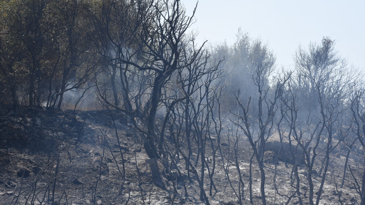 Yπό έλεγχο οι φωτιές σε Ζαγορά Άνδρου και Μαρκόπουλο Ωρωπού