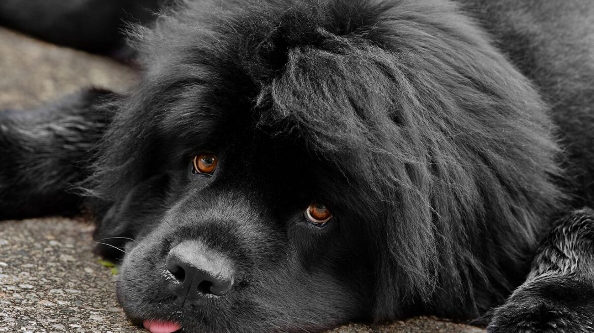 Σκύλος: Τι αλλάζει στην όρεξή του το καλοκαίρι – Πότε πρέπει να ανησυχήσουμε