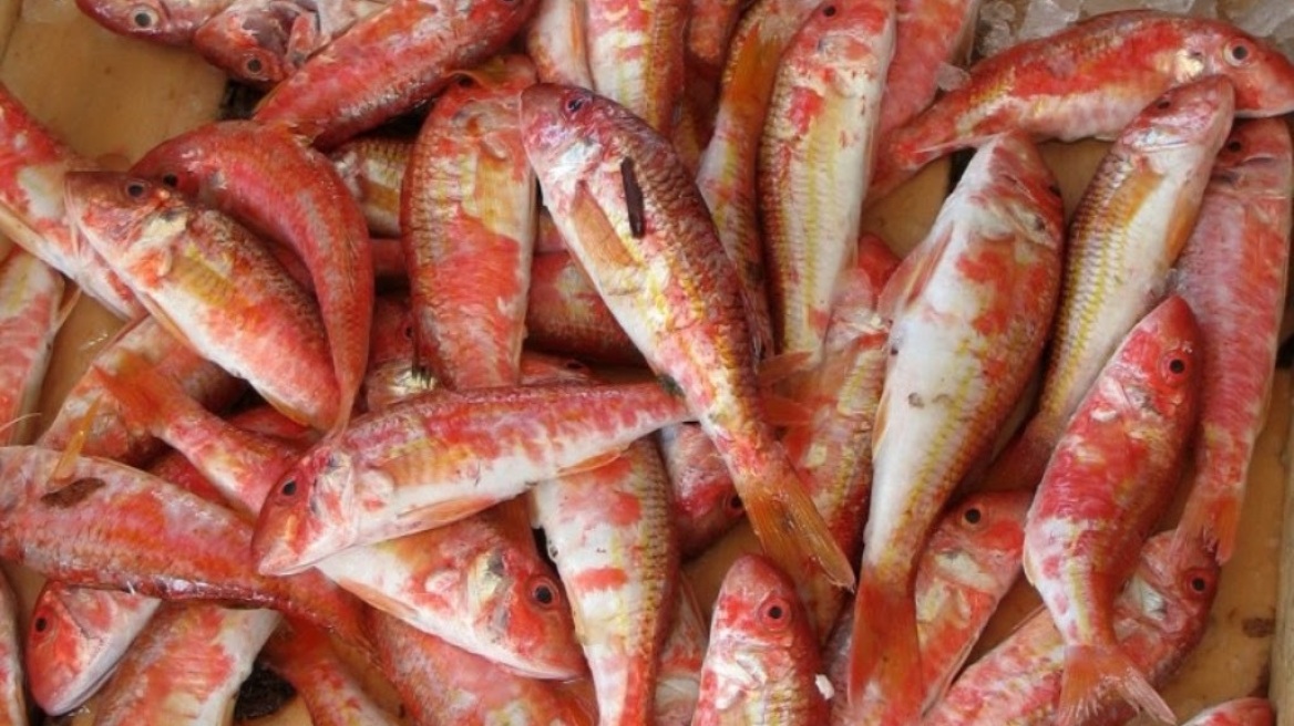 Θεσσαλονίκη: Μισό τόνο κουτσομούρες κατέσχεσαν λιμενικοί στην ιχθυόσκαλα Μηχανιώνας