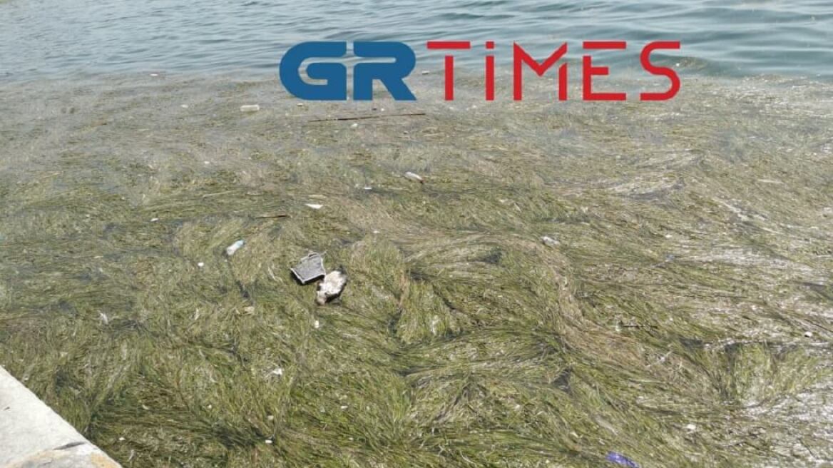 Θεσσαλονίκη: Με νεκρά πτηνά, σκουπίδια και φύκια ξανά ο Θερμαϊκός - Βίντεο και φωτογραφίες