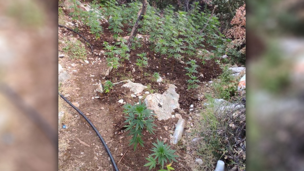 Ελικόπτερο εντόπισε «ορφανή» χασισοφυτεία στη Μεσσηνία