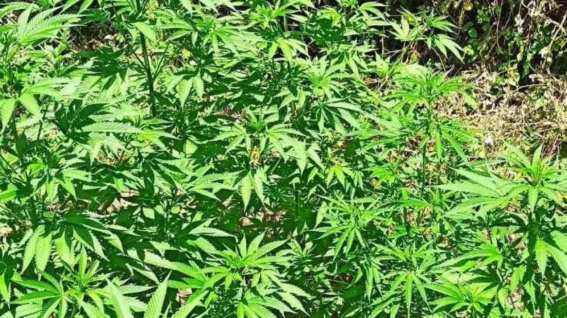 Γρεβενά: Με drone επιτηρούσε τη χασισοφυτεία του