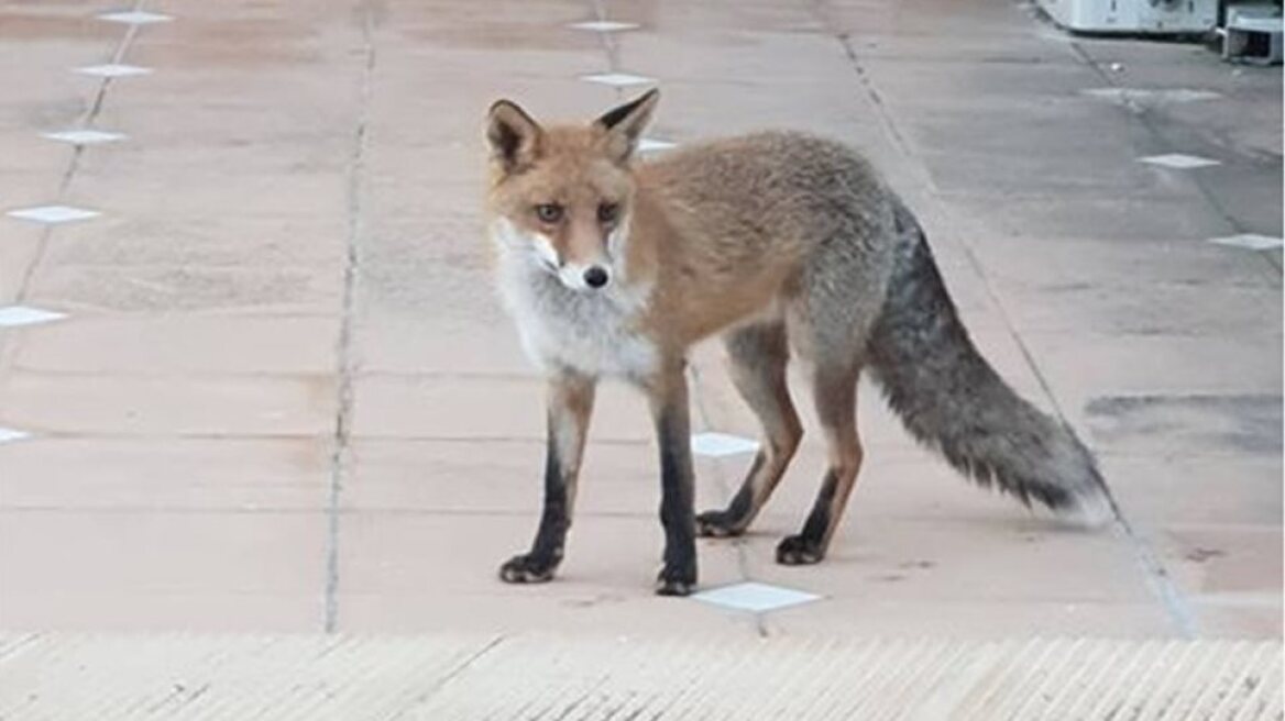 Καβάλα: Αλεπουδίτσα βγήκε για... φαγητό στο κέντρο της πόλης - Δείτε το βίντεο