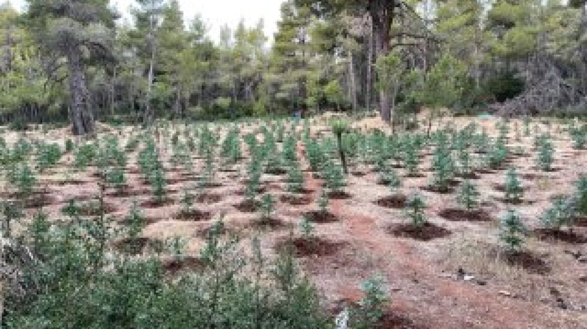 Εντοπίστηκε φυτεία κάνναβης στα Βίλια 