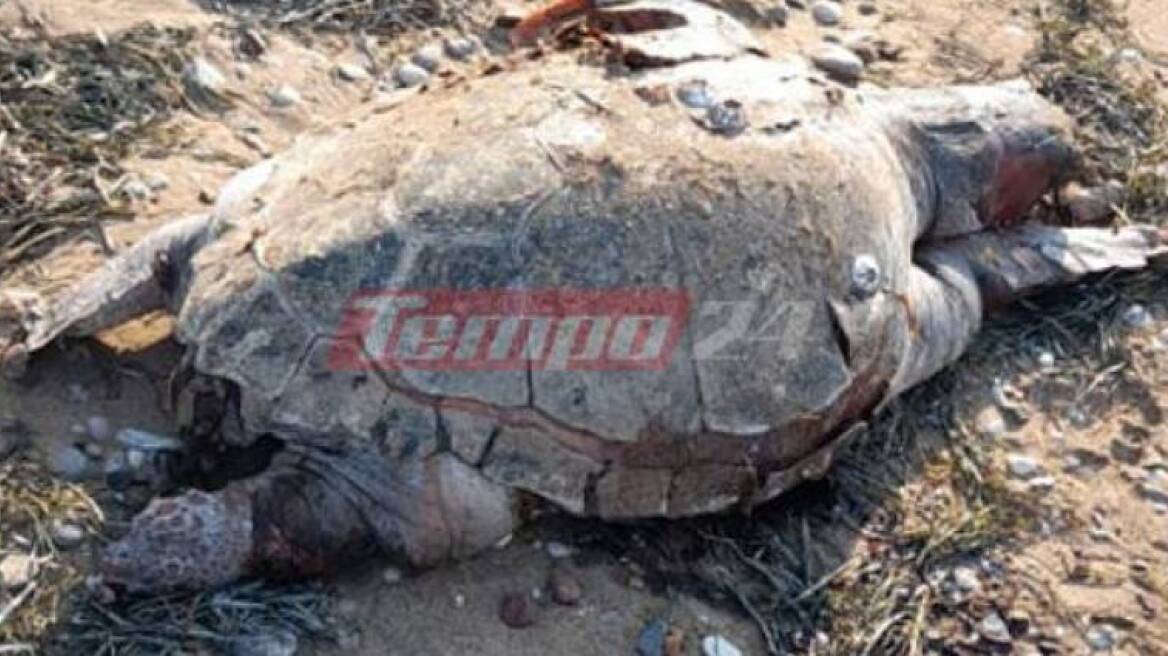 Νεκρή χελώνα σε παραλία της Δυτικής Αχαΐας - Δείτε φωτογραφίες