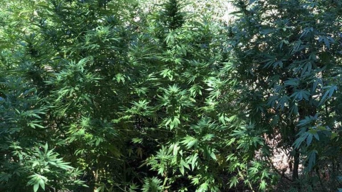 Μεσσηνία: Το drone της ΕΛ.ΑΣ. «ξετρύπωσε» χασισοφυτεία