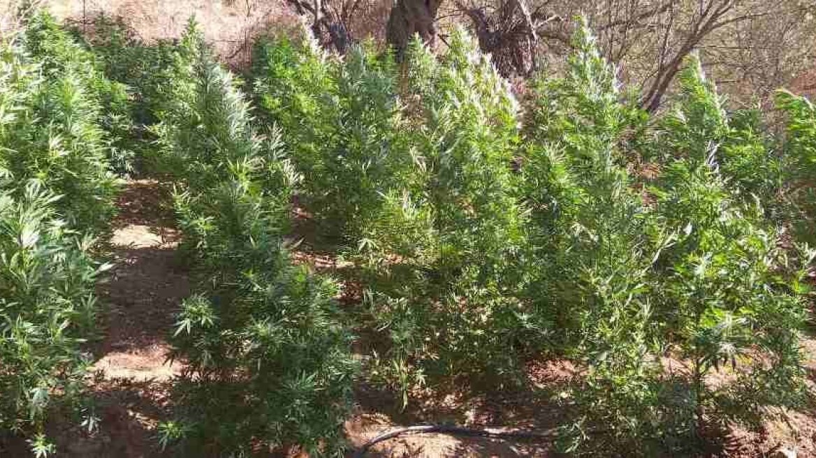 Κρήτη: Δύο φυτείες κάνναβης εντόπισε η ΕΛΑΣ  - Εκριζώθηκαν 57 δενδρύλλια