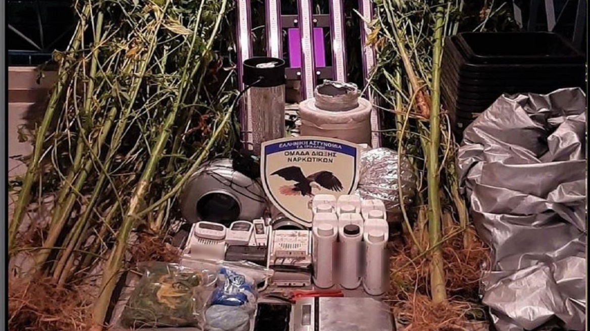 Βρήκαν δυο χασισοφυτείες και έπιασαν τον καλλιεργητή