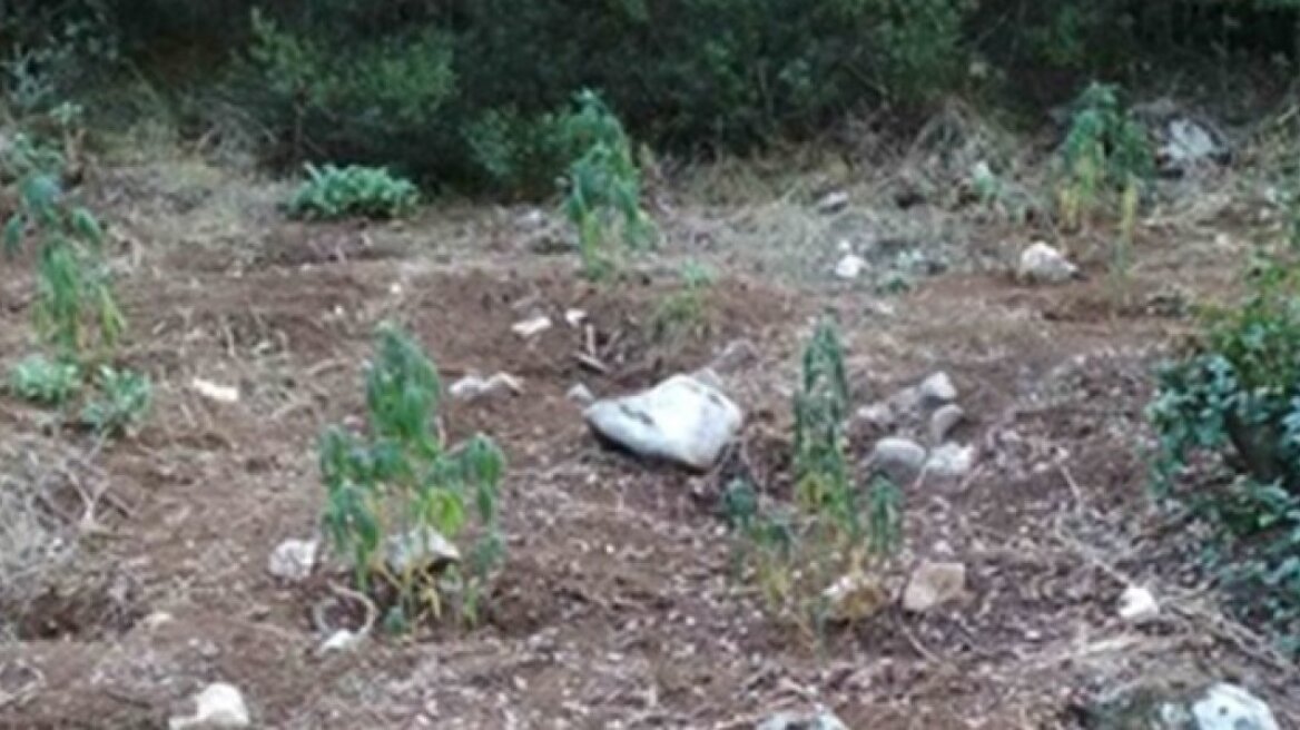 Πέντε αλλοδαποί καλλιεργούσαν 148 χασισόδεντρα στη Φθιώτιδα
