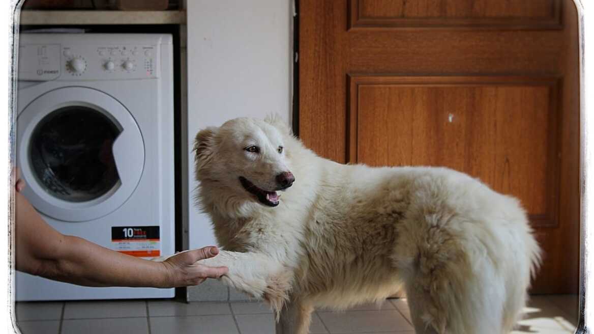 Η Νίκη η σκυλίτσα συμμετέχει σε ένα πρόγραμμα εκπαίδευσης στις γυναικείες αγροτικές φυλακές Ελαιώνα