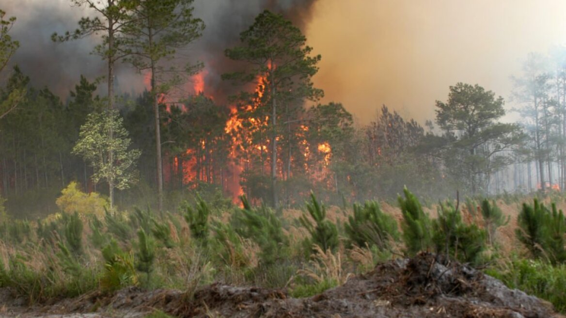 Φωτιά στο Μοσχονέρι Λεχαινών Ηλείας