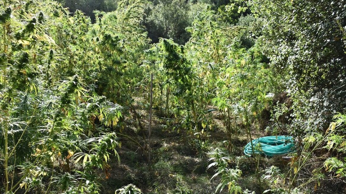 Μεσσηνία: Φυτεία με 245 χασισόδεντρα και αποξηραντήριο