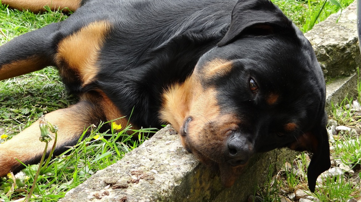 Νάρκωσαν με σπρέι το ροτβάιλερ και άδειασαν το σπίτι!