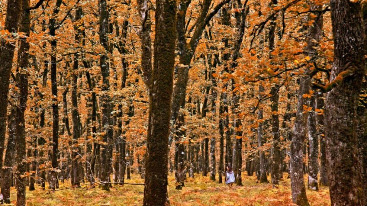 Το παραμυθένιο δάσος της Φολόης στην Ηλεία- Περπατώντας ανάμεσα στις βελανιδίες των Κενταύρων 