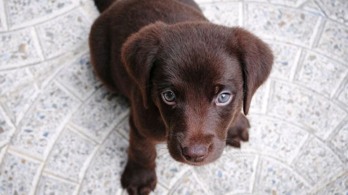 Εύβοια: Επιχείρηση για την διάσωση κουταβιών από βόθρο