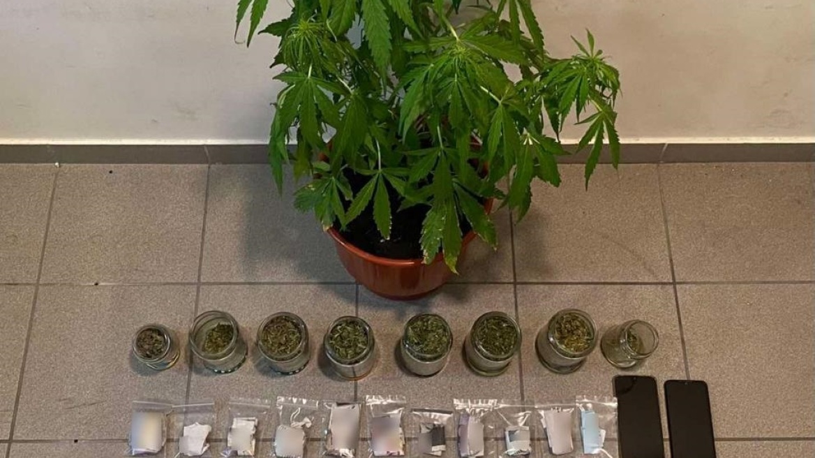Ένα χασισόδεντρο πρόδωσε τους διακινητές κάνναβης