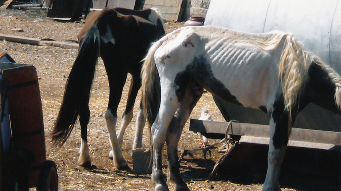 Ασπρόπυργος: Στο εδώλιο ιδιοκτήτες μονάδας εμπορίας ιπποειδών για πρωτοφανή κακοποίηση ζωών - Εικόνες ντροπής στη δικογραφία