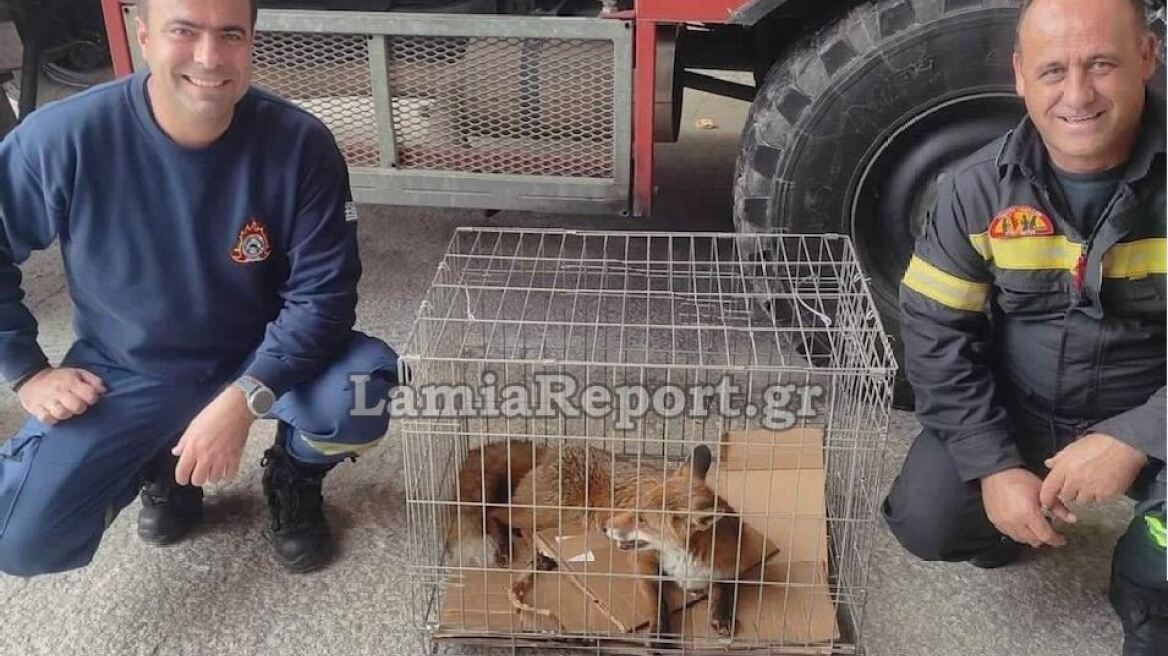 Φθιώτιδα: Περιπέτεια για αλεπού που ταξίδευε με το ΚΤΕΛ 