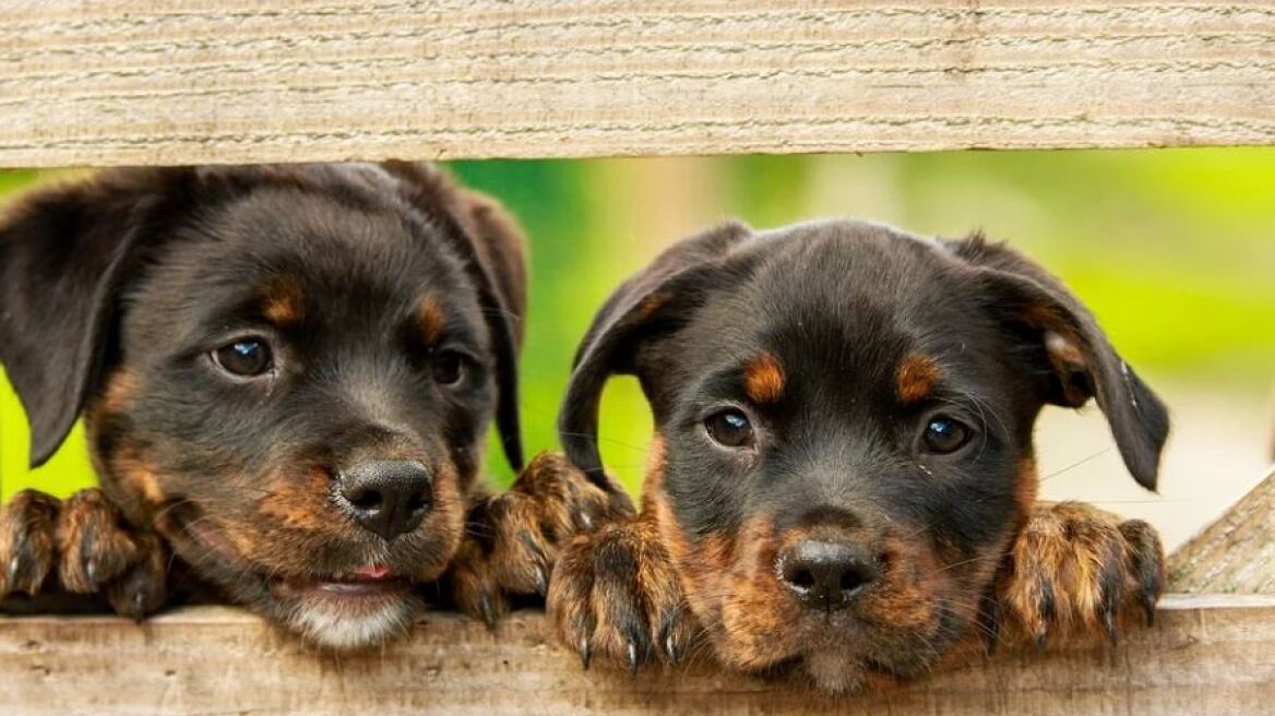 Είχε δέσει τα οχτώ σκυλάκια του σε δέντρα χωρίς τροφή και νερό