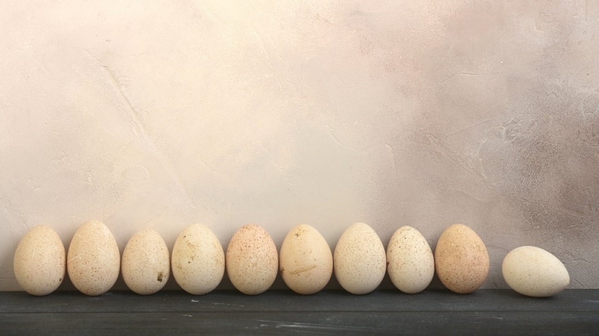 Τρώγονται τα αυγά της γαλοπούλας; Ιδού η απορία.