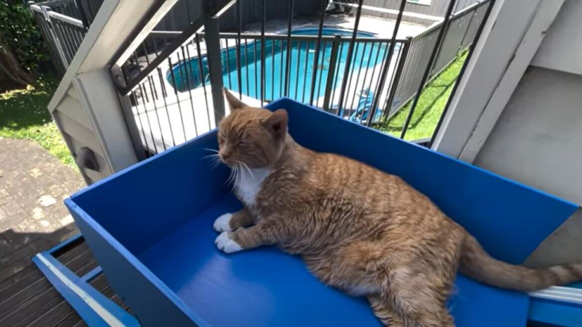 Ένας άντρας κατασκεύασε ασανσέρ στο σπίτι του για την υπερήλικη γάτα του