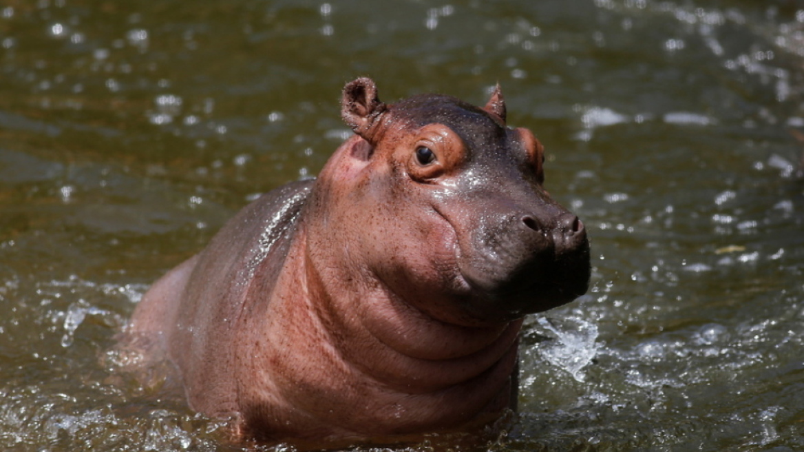 Δύο ιπποπόταμοι βρέθηκαν θετικοί στον κορωνοϊό στον ζωολογικό κήπο της Αμβέρσας