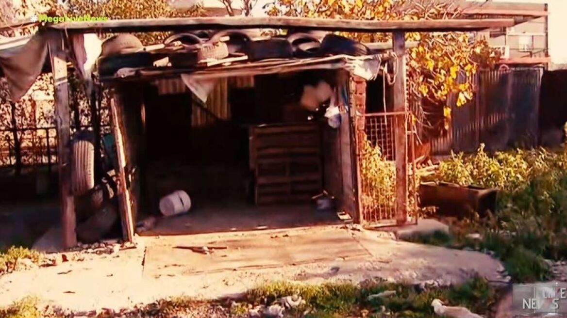 Φρίκη στη Θεσσαλονίκη, δολοφόνησαν σκύλο πολτοποιώντας το κεφάλι του με τσιμεντόλιθο