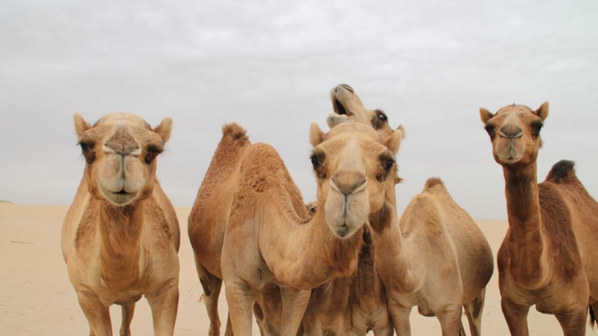 Διαβατήρια για καμήλες εκδίδει η Σαουδική Αραβία