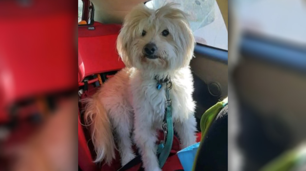 Βρέθηκε ο Φιντέλ!