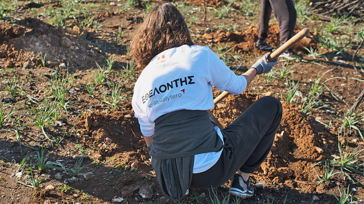 Ελπίδα για πράσινο μετά τις πυρκαγιές