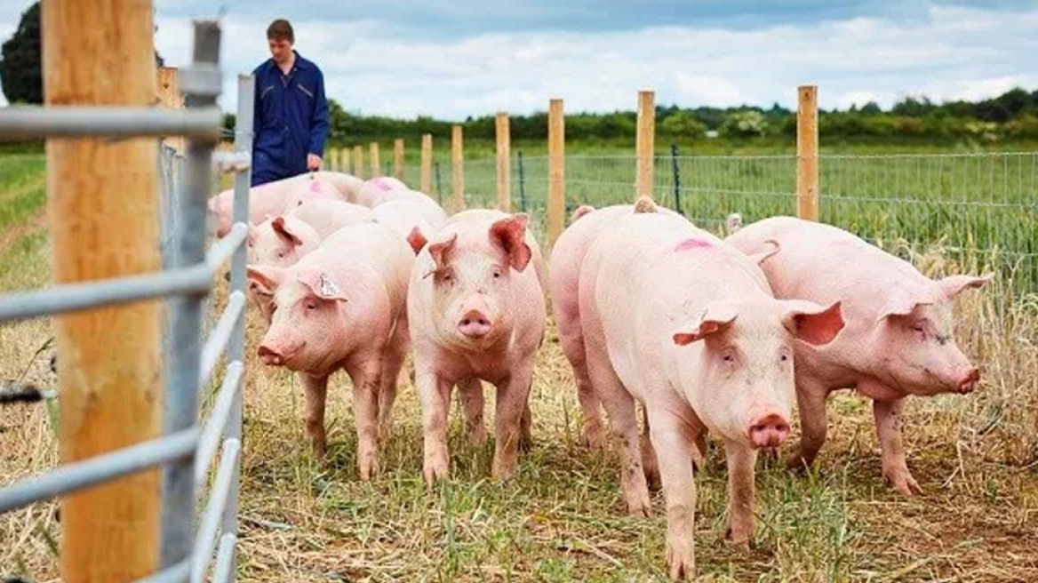 Κίνα: Για ποιον λόγο χρειάζεται τα σιτηρά όλου του πλανήτη