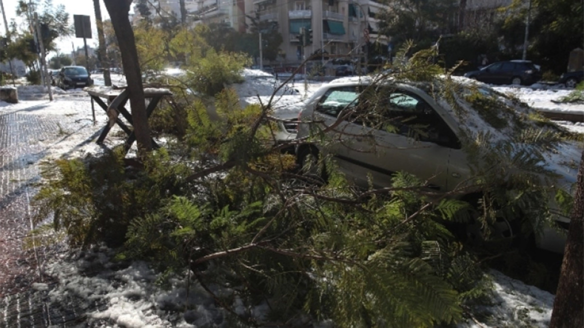 Κάτοικος ζητάει αποζημίωση για πτώση δέντρου, το οποίο δεν άφηνε τον Δήμο να το κόψει (vid)