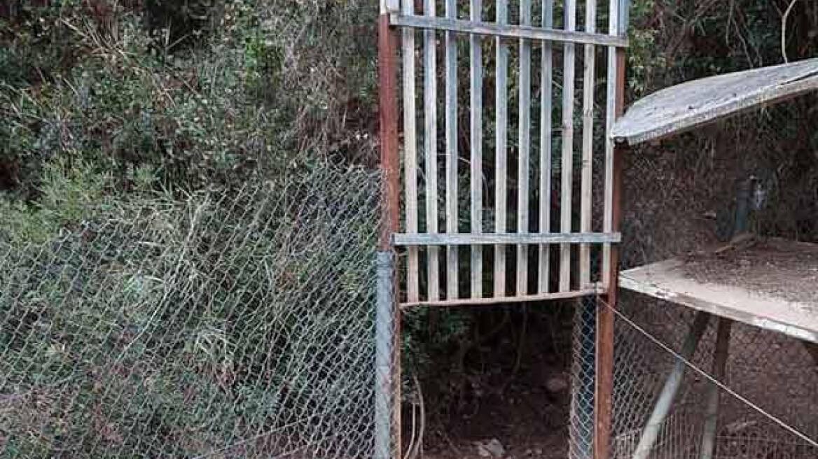 Χαλκιδική: Έστηναν παγίδες για να πιάσουν αγριόχοιρους