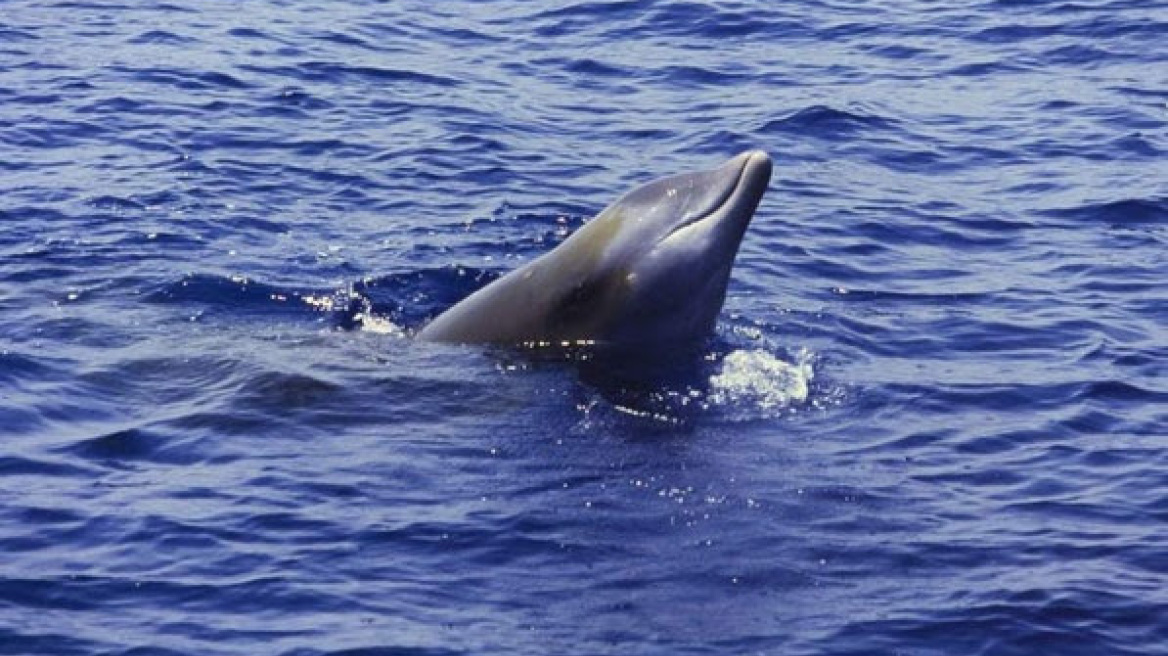 Ένα βίντεο για να μην ξαναδούμε ζιφιό να υποφέρει