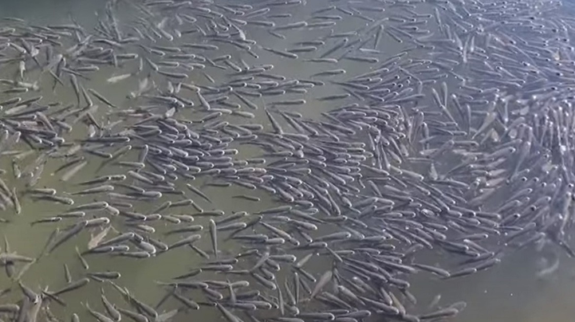 Αλεξανδρούπολη: Χιλιάδες ψάρια βγήκαν στο λιμάνι-Οι εκτιμήσεις ειδικών για το φαινόμενο