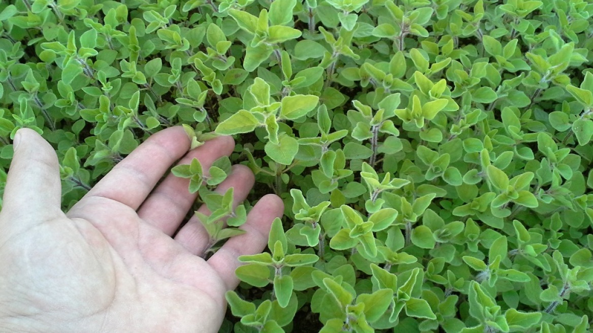 Ένα ολόκληρο χωριό στη Θεσσαλονίκη καλλιεργεί άγρια ελληνική ρίγανη και ριγανέλαιο