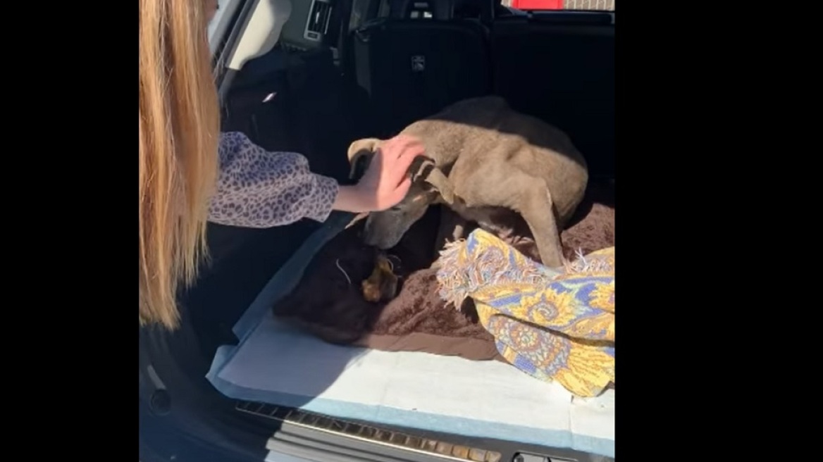 Καλιφόρνια: Σκύλος κατάφερε να βρει και πάλι τους ιδιοκτήτες του μετά από 12 χρόνια