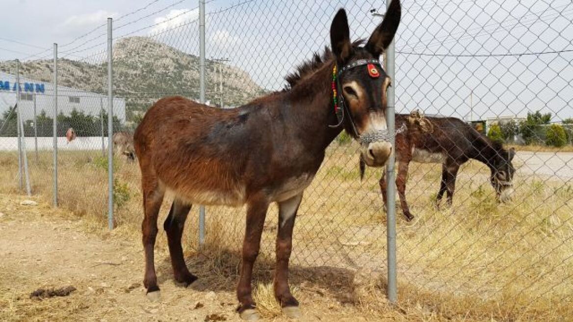 Κτηνωδία στη Νάξο: Βασάνισαν γάιδαρο δένοντας με σύρμα τη γλώσσα με τα αυτιά του