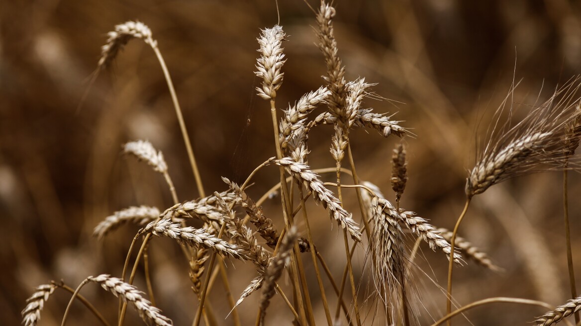 Πόλεμος στην Ουκρανία: Το Κίεβο επέβαλε περιορισμούς στις εξαγωγές γεωργικών προϊόντων