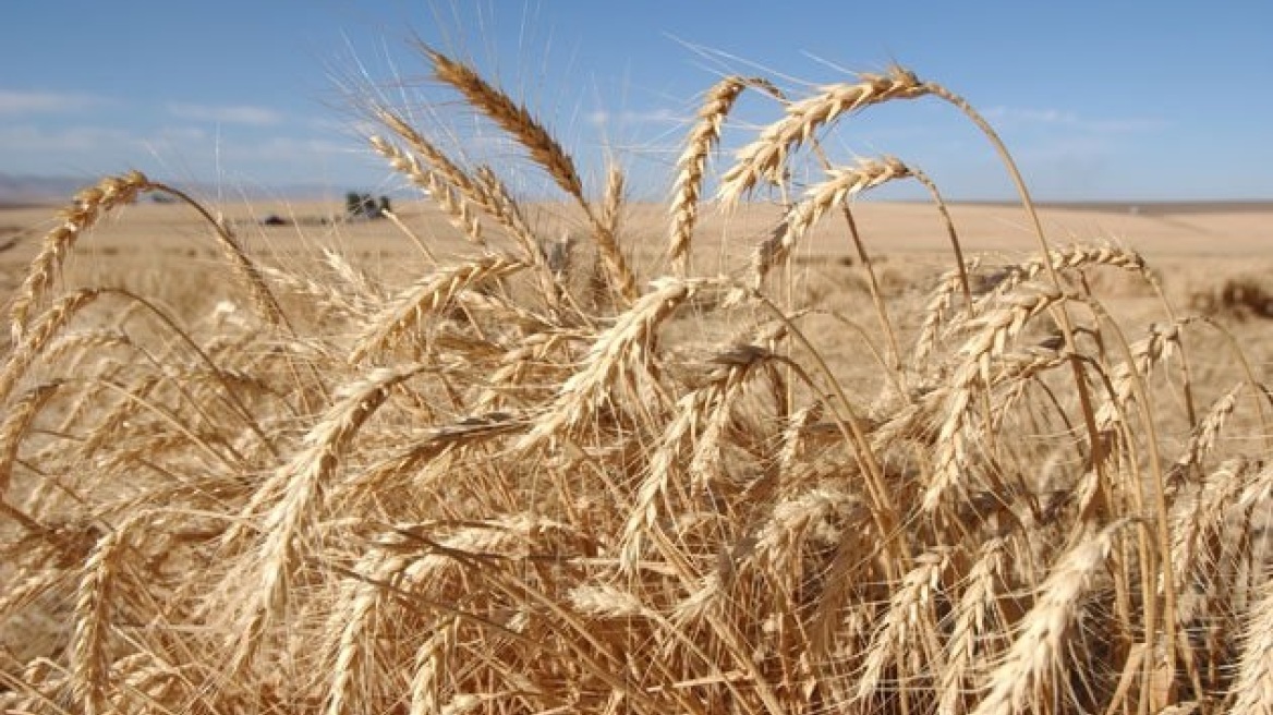 Πόλεμος στην Ουκρανία: Η Βουδαπέστη απαγορεύει τις εξαγωγές σιτηρών