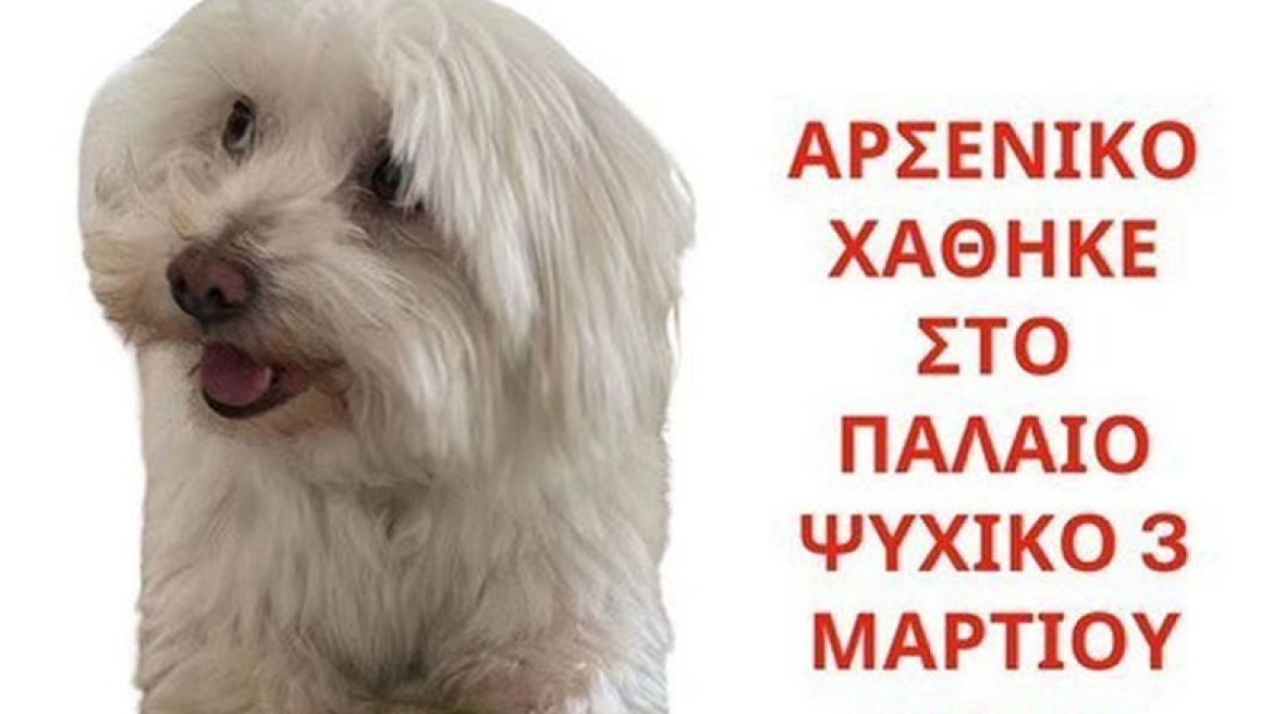 Παλαιό Ψυχικό: Χάθηκε ο «Ντάφι» - Αμοιβή 3.000 ευρώ για την εύρεσή του