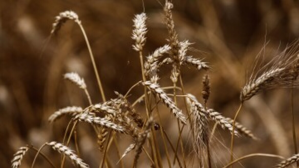Η Μόσχα περιορίζει τις εξαγωγές ζάχαρης και σιτηρών