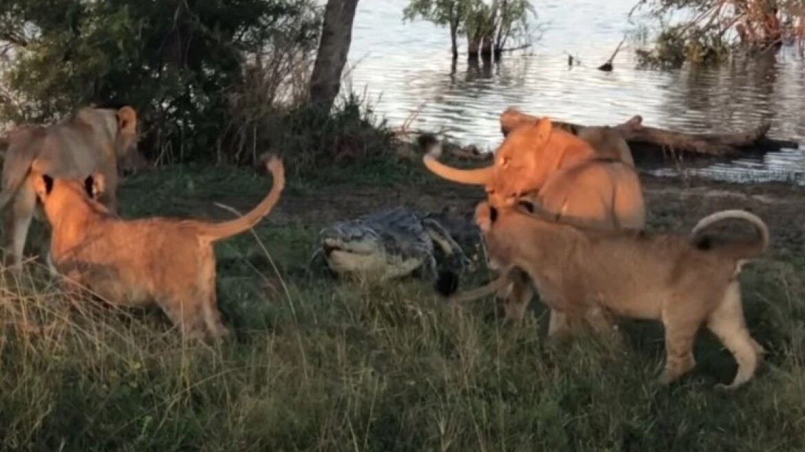 Η τρομακτική μάχη ενός κροκόδειλου με 5 λιοντάρια (vid)