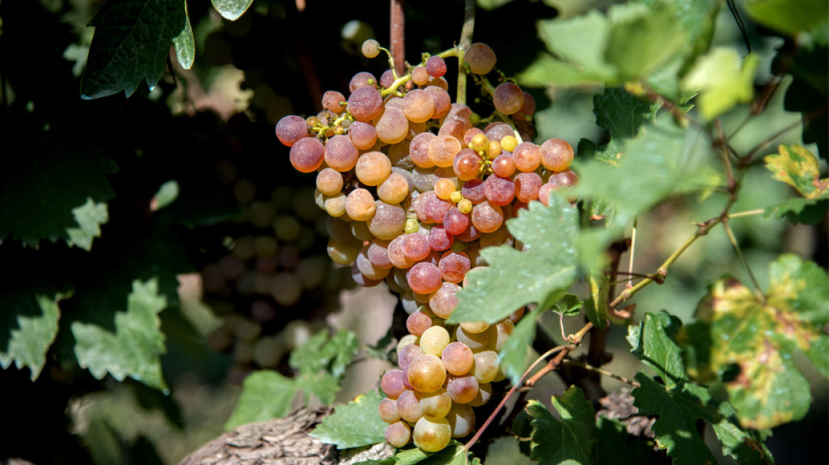 Η Φύση του εκλεκτού, κλασικού τσίπουρου